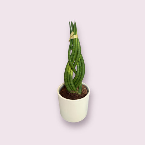 Sanseveria 2