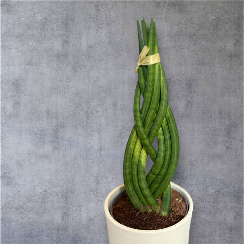 Sanseveria 2