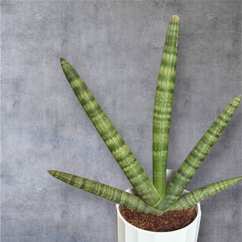 Sanseveria