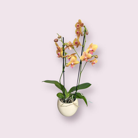 Orchidea gialla con vaso