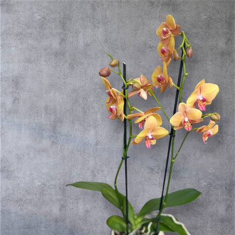 Orchidea gialla con vaso