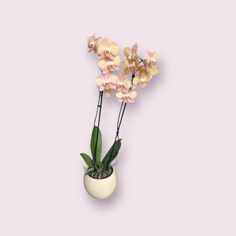 Orchidea screziata con vaso
