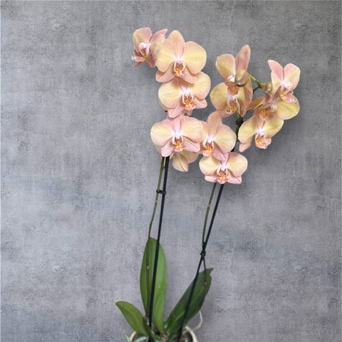 Orchidea screziata con vaso