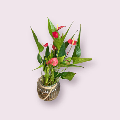 Anthurium con il suo vaso
