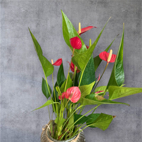 Anthurium con il suo vaso