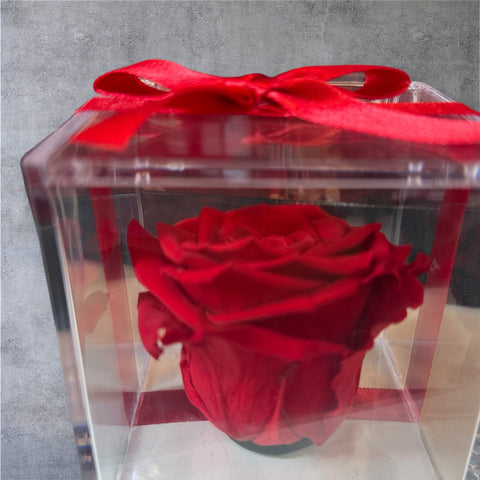 La Rosa rossa stabilizzata