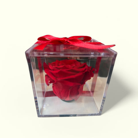 La Rosa rossa stabilizzata