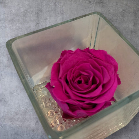 Rosa fucsia stabilizzata in vasetto di vetro