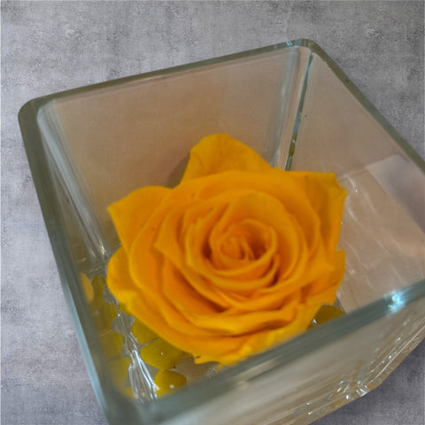 Rosa arancio stabilizzata in vasetto di vetro