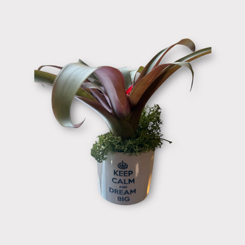 Bromelia vaso tazza