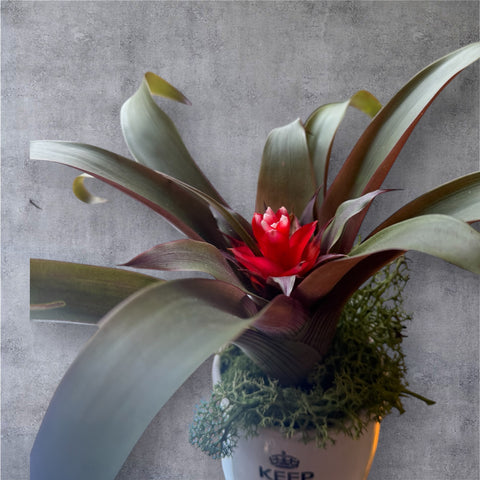 Bromelia vaso tazza