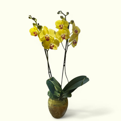 Orchidea gialla