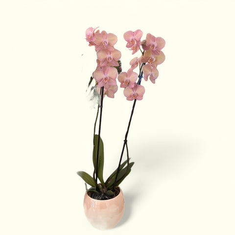 Orchidea rosa screziata