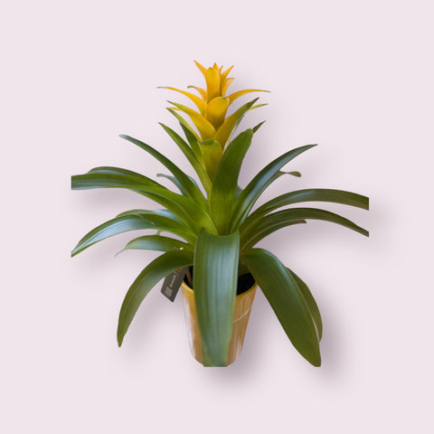 Bromelia gialla