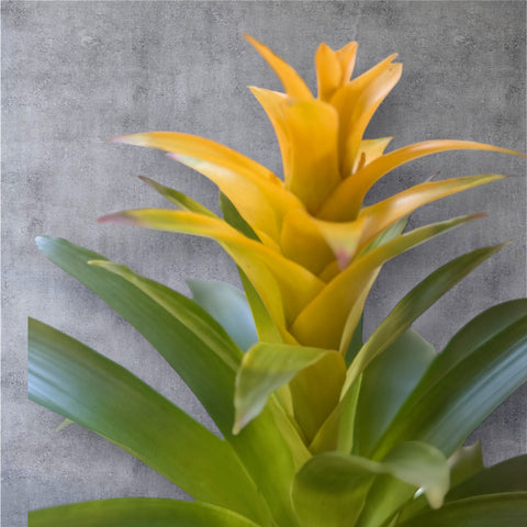 Bromelia gialla