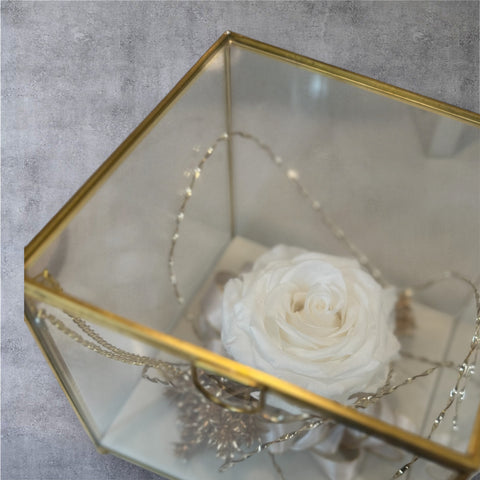 rosa stabilizzata panna