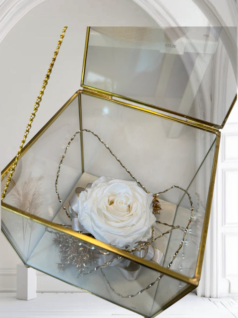 rosa stabilizzata panna