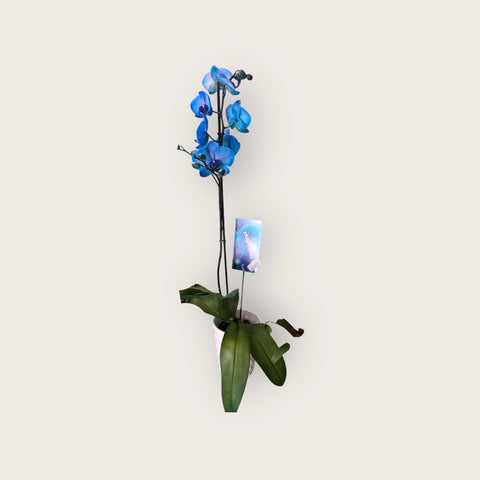 Orchidea blu