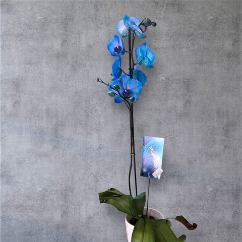 Orchidea blu