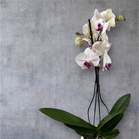 Orchidea bianca e fucsia