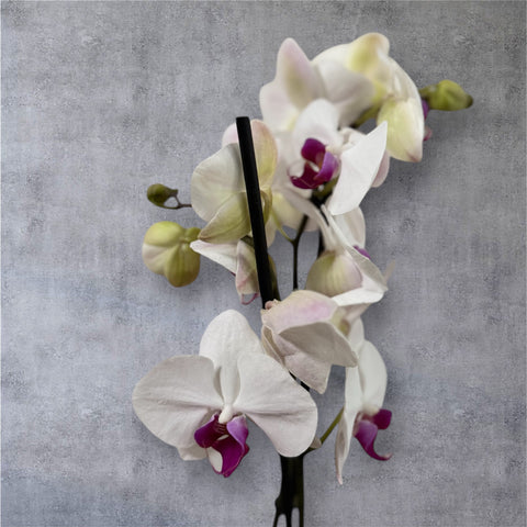 Orchidea bianca e fucsia