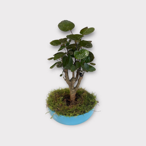 Polyscias media bonsai