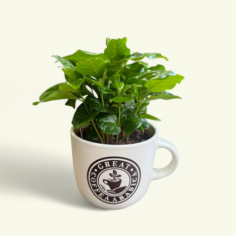 Piantina del caffè tazza grande