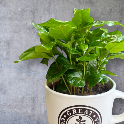 Piantina del caffè tazza grande