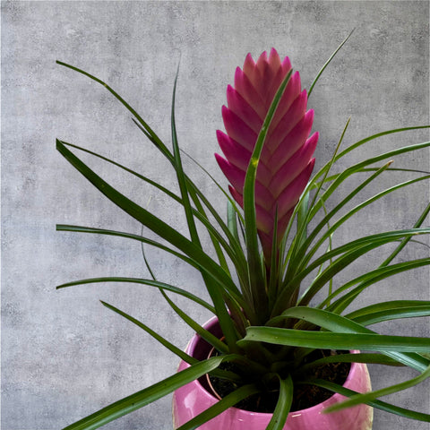 Tillandsia cyanea