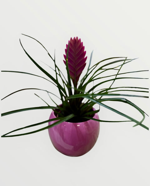 Tillandsia cyanea