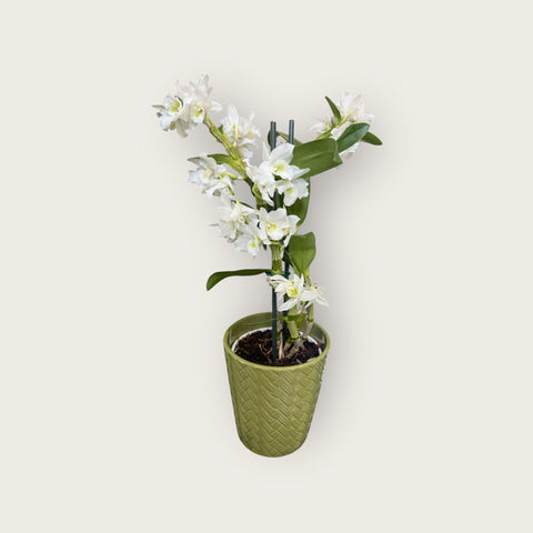 Dendrobium nobile