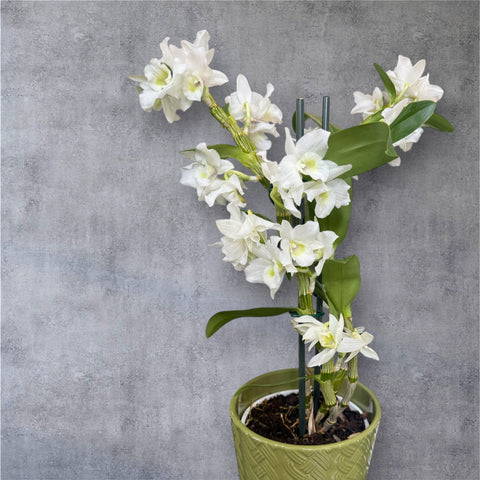 Dendrobium nobile