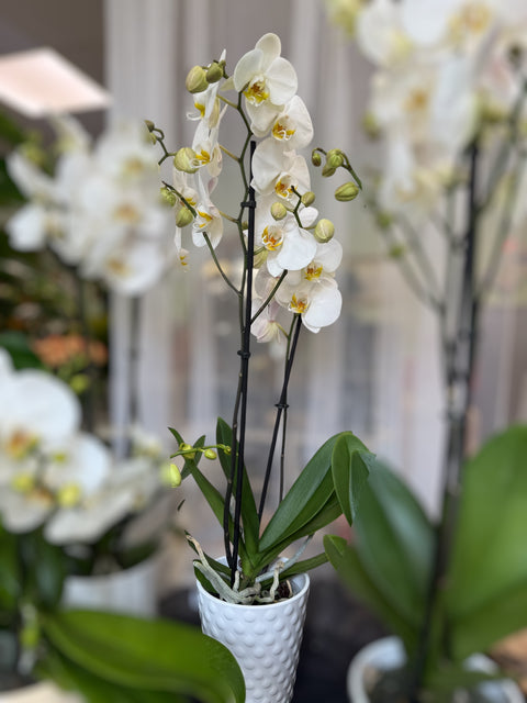 Orchidea bianca con vaso