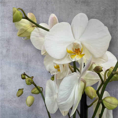 Orchidea bianca con vaso
