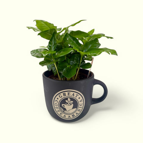 Piantina del caffè tazza grande nera