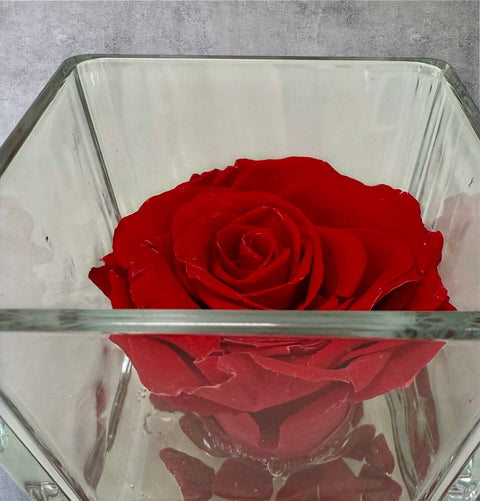 La Rosa rossa stabilizzata cubo vetro
