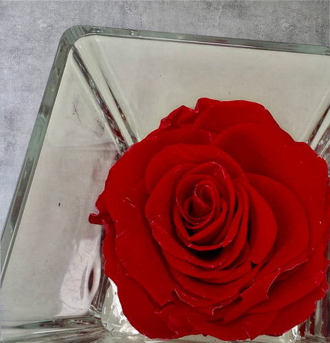 La Rosa rossa stabilizzata cubo vetro
