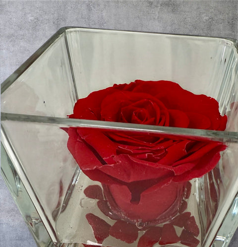 La Rosa rossa stabilizzata cubo vetro