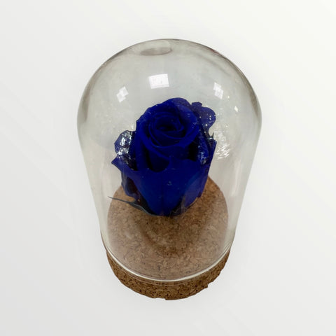 rosa blu in piccola campana
