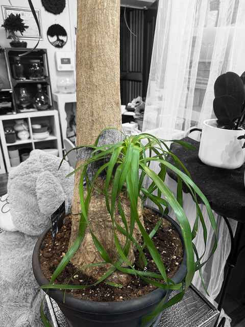 Pianta mangiafumo