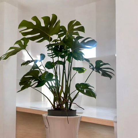 Monstera deliciosa