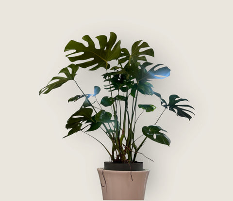 Monstera deliciosa