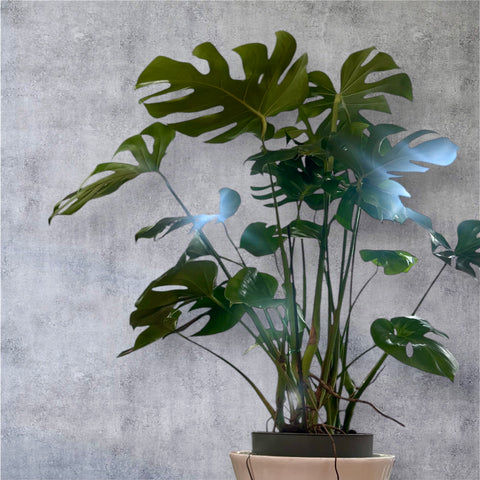 Monstera deliciosa
