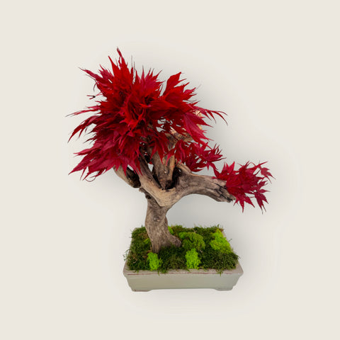 Bonsai - stabilizzato - acero 2