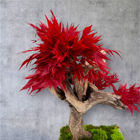 Bonsai - stabilizzato - acero 2