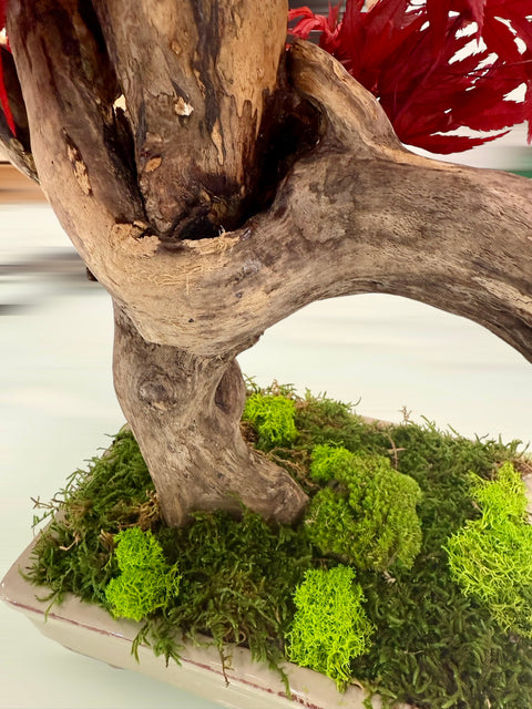 Bonsai - stabilizzato - acero 2