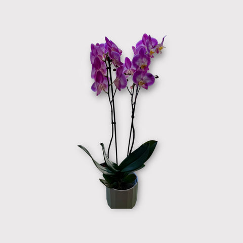 Orchidea fucsia screziata