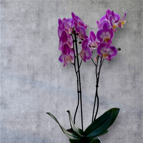 Orchidea fucsia screziata