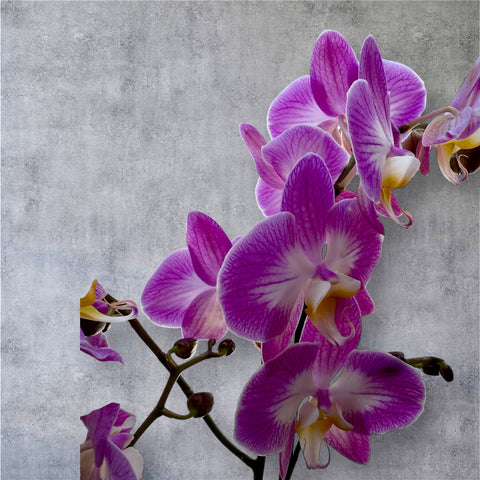 Orchidea fucsia screziata