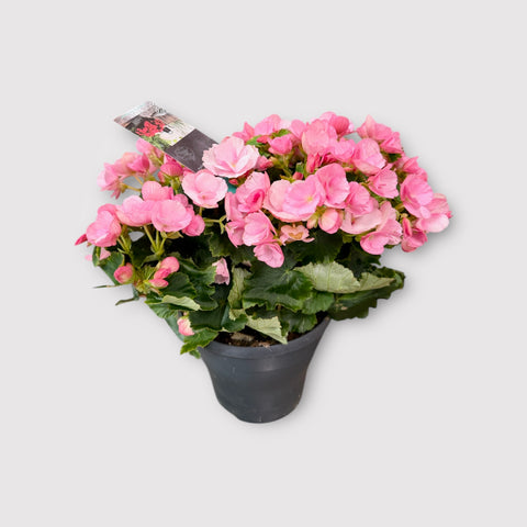 Begonia rosa